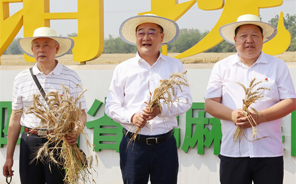 農機田間走 集團種植基地萬畝小麥喜開豐收第一鐮